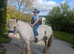 Gypsy cob mare 13hh