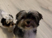 Biewer terrier girl