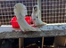 Fancy Jacobin pigeons