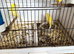 Roller canaries red factors