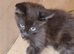 2 beautiful mixed siberian kittens left for sale