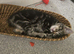 Male kitten looking for a good home