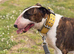 willow 4yr old bull terrier