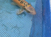 Koi