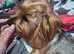 Yorkshire terrier female