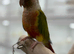 Pineapple conure