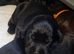 BEAUTIFUL PUPPIES FROM FULLY HEALTH-TESTED PARENTS