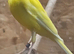 Canary for sale