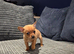 Jackawawa Boy 7 weeks old
