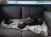 4 kittens ready for there forever good home