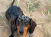 Last boy left miniature dachshund puppy