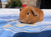 Purebred golden guinea pigs