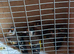 Goldfinches rung