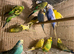 Lots of young budgies available