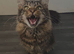 Male Maine coon