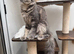 Ready now TICA full pedigree Maine coon Girls