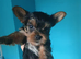 Minature yorkie male for sale