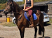Happy hack/family mare