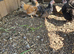 Bantam x serama chicks and pekin fleur