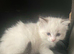 Rare lilac bicolour ragdolls