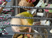 Peach green cheek Conures