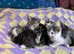 Beautiful kittens ready now