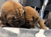 Cane Corso Puppies