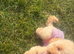 Champion bloodline toy poodle
