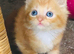 3/4 Ragdoll kittens