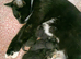 KITTENS FOR SALE