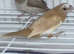 Bengalese finch for sale