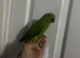 3x hand tame ringneck baby's