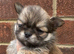 Kc registered male smooth coat chihuahua.