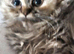 Stunning Chinchilla Persian (Torbie kitten)