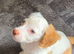Cockapoo f1 pups  ready now
