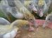3 seven week old Lavender Muscovy ducklings