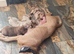 QUALITY ATHLETIC MASTIFF PUPS