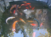 Pond Fish / Koi / Goldfish / Orfe