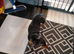 Beautiful Adult Dapple Miniature Dachshund