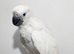 Handreared silly tame baby umbrella cockatoo weaned !