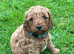 Fox Red Cockapoo Puppies