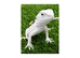 BEARDED DRAGONS