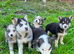 Pomsky puppy&rsquo;s