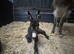 Jenny donkey and Jenny foal at foot