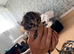 4 beautiful Kittens for