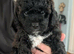 Absolutely beautiful Cavapooshon puppies