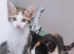 2 stunning kittens available