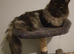 Stunning Main Coon girls