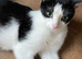 Kittens 5 Available