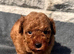 Beautiful red toy poodles